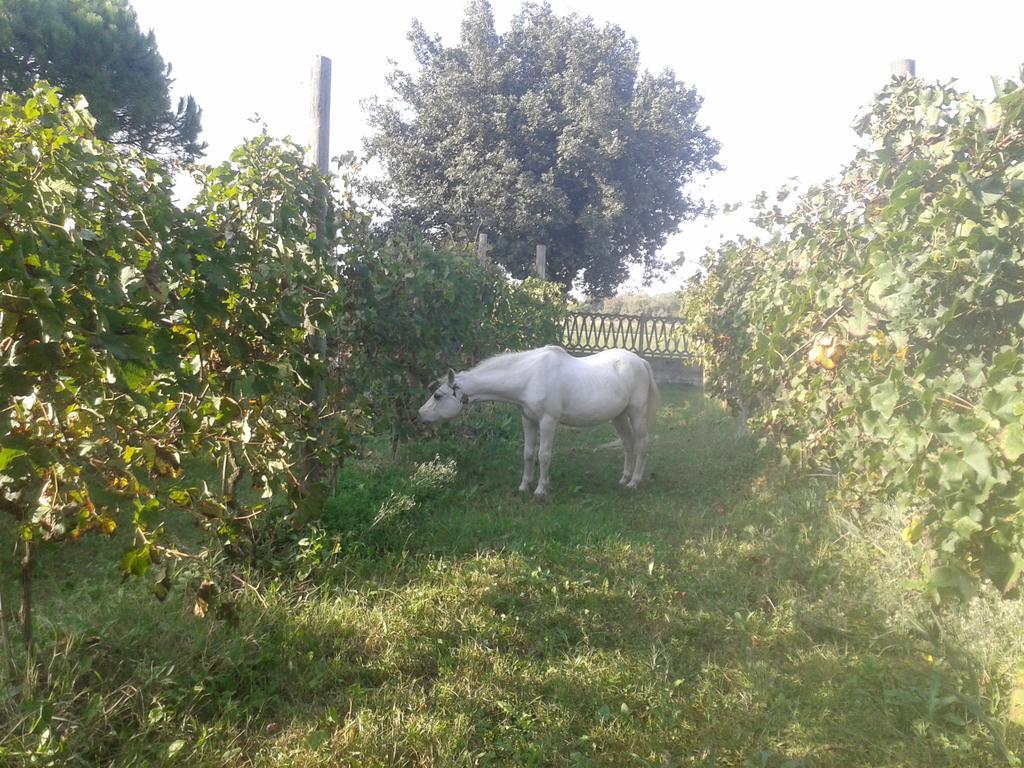 فيلا كوماكيوفي Valle Rillo Agriturismo المظهر الخارجي الصورة